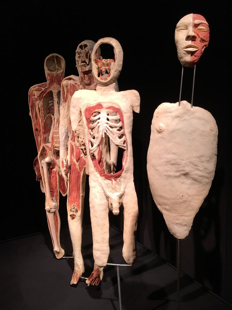 "Body worlds. The cycle of life" w Warszawie