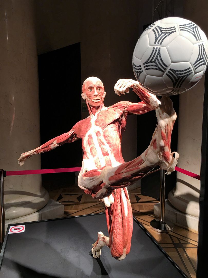 "Body worlds. The cycle of life" w Warszawie