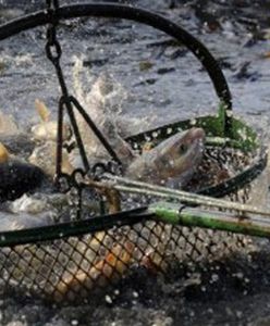 Jak karp ląduje na wigilijnym stole