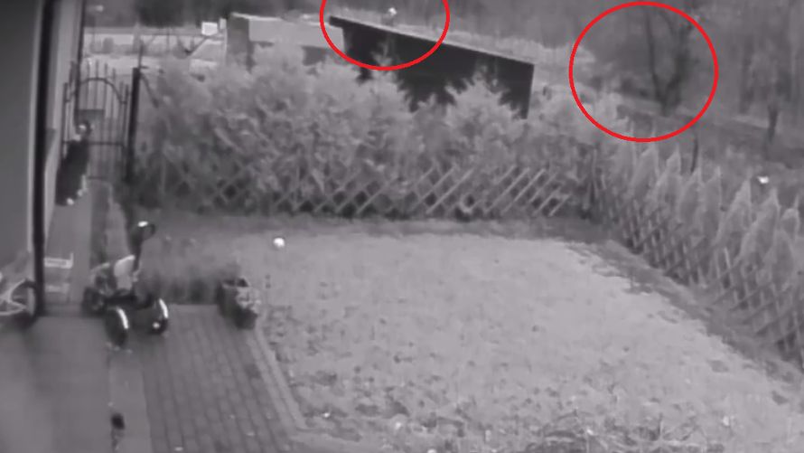 Filmik ma być dowodem na kłamstwa myśliwych