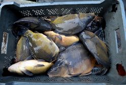 Gilotynował żywe karpie. 59-latek usłyszał zarzut znęcania się nad zwierzętami