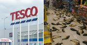 Skandal w Tesco. Kilkadziesiąt żywych karpi na podłodze
