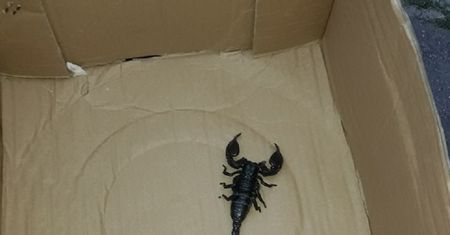 Jeden z największych skorpionów na świecie w Łodzi. Mieszkańcy w szoku