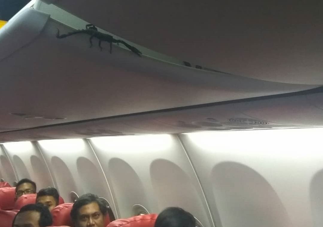 Pasażerowie samolotu przeżyli horror. Na pokładzie niechciany gość