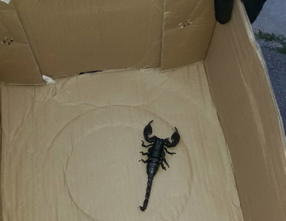 Jeden z największych skorpionów na świecie w Łodzi. Mieszkańcy w szoku