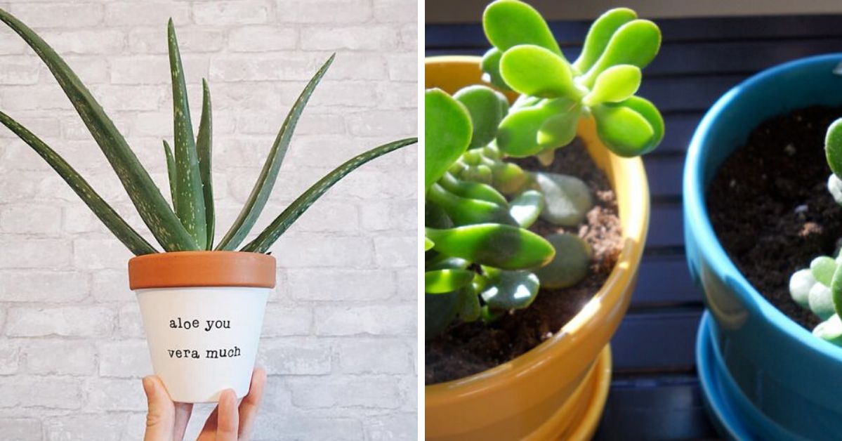 6 Hard-To-Kill Fun & Easy Plants to Grow at Your Home! + How to care for them