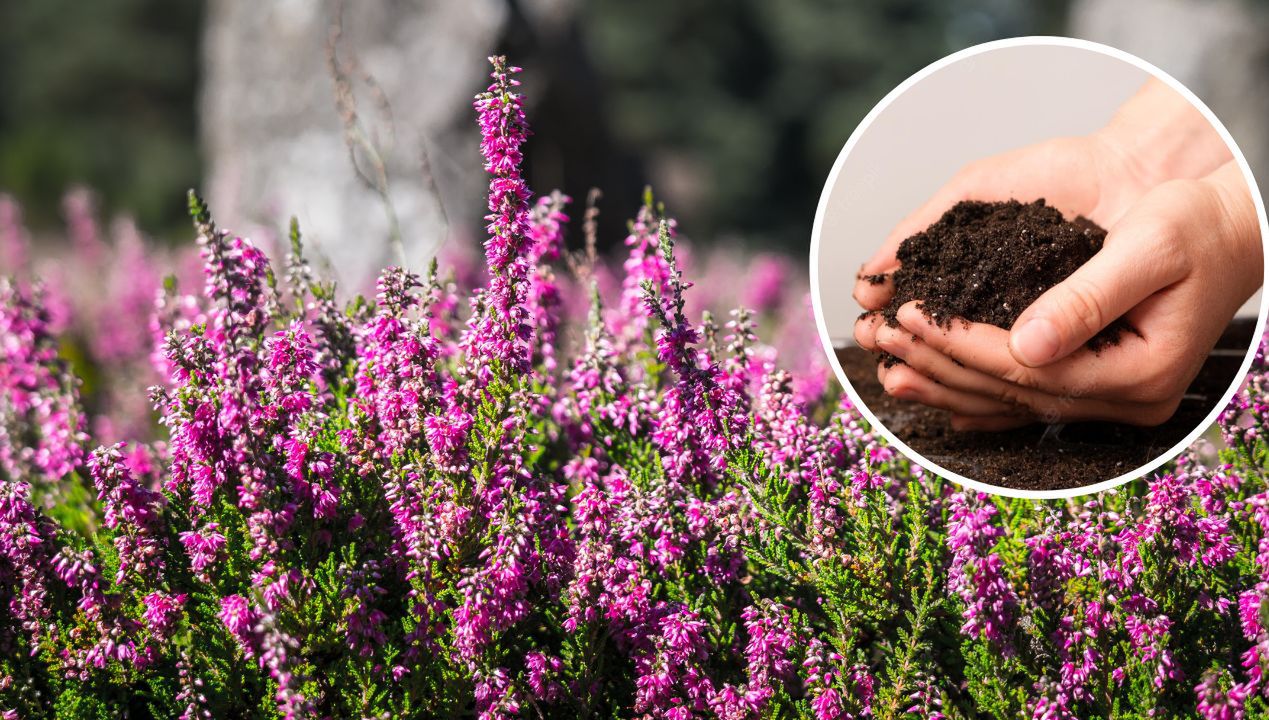 Sprinkle the Soil Around the Heather With This. It'll Grow Beautifully and Will Not Lose The Flowers