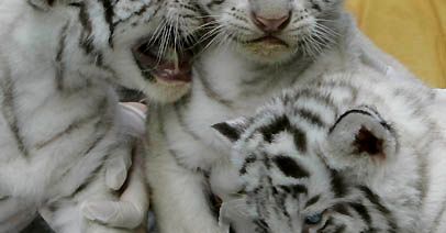 Trzy białe tygryski w zoo w Santiago