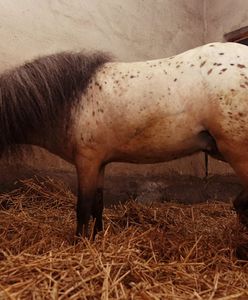 Chciał zaoszczędzić na kowalu. Uciął kucowi kopyta szlifierką kątową