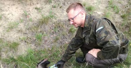 Borsuk i "puszka śmierci". Spryt leśniczego uratował zwierzaka
