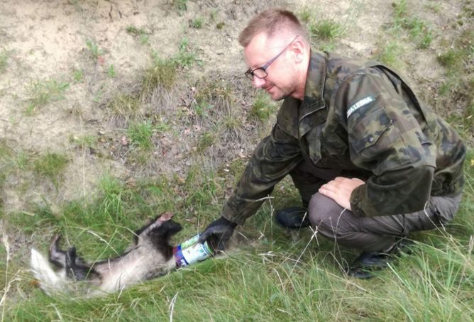 Borsuk i "puszka śmierci". Spryt leśniczego uratował zwierzaka