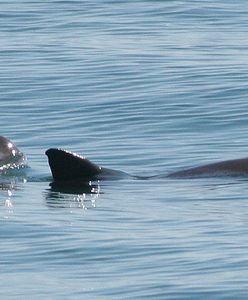 Morświn zagrożony wyginięciem zginął w akcji ratowniczej. Na świecie jest około 30 takich zwierząt