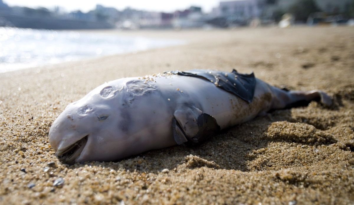Bałtyk. Rośnie liczba martwych morświnów na plażach