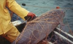 Po fokach - morświn. Zwierzę z rozciętym brzuchem na plaży w Mechelinkach
