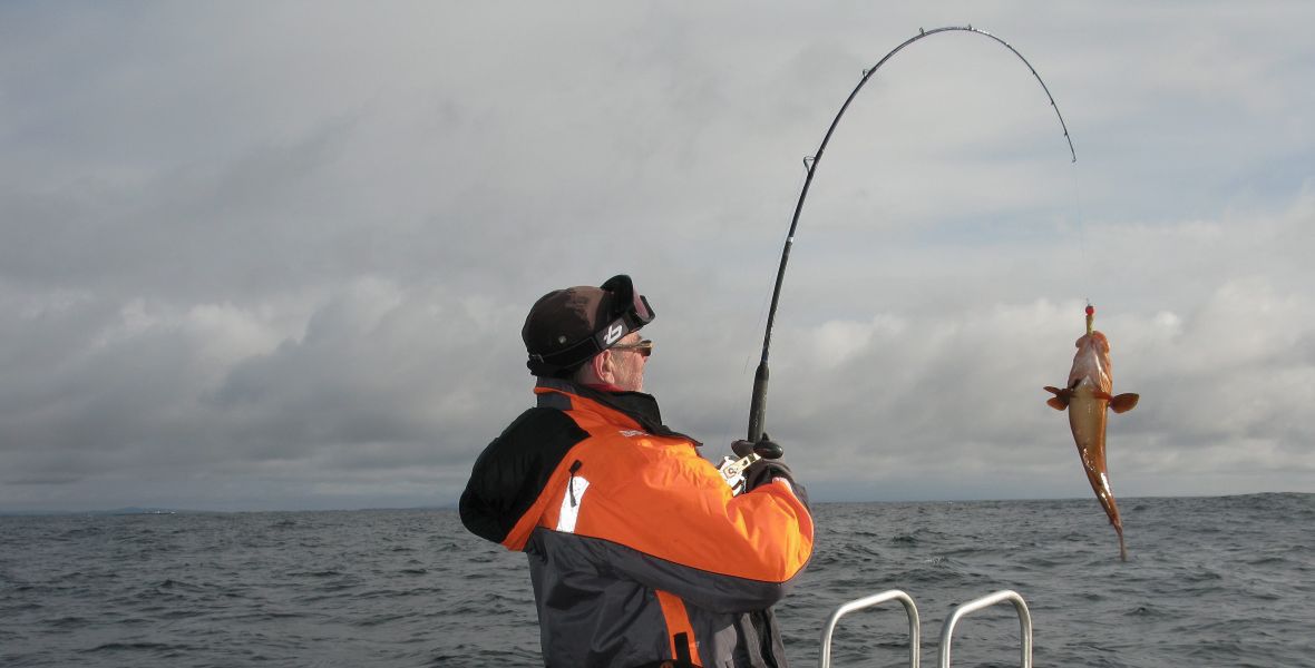 Coraz częściej dorsze łowione w Bałtyku nie należą do rekordowych okazów. 