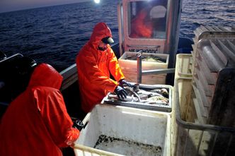 Dorsza w Bałtyku coraz mniej. W polskich smażalniach króluje ten z Atlantyku