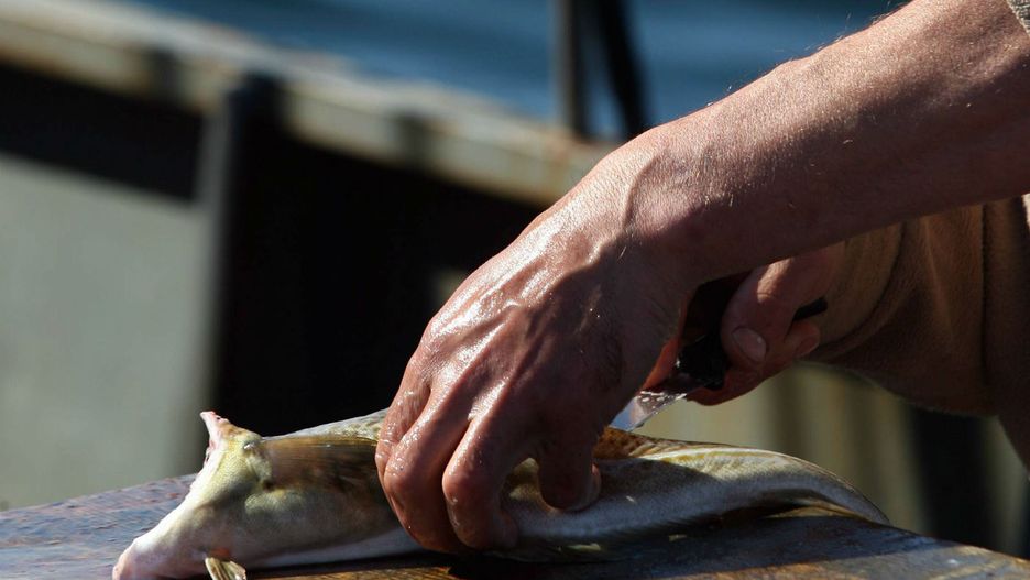 Rybacy biją na alarm. W przybrzeżnych wodach Bałtyku nie ma już dorszy.