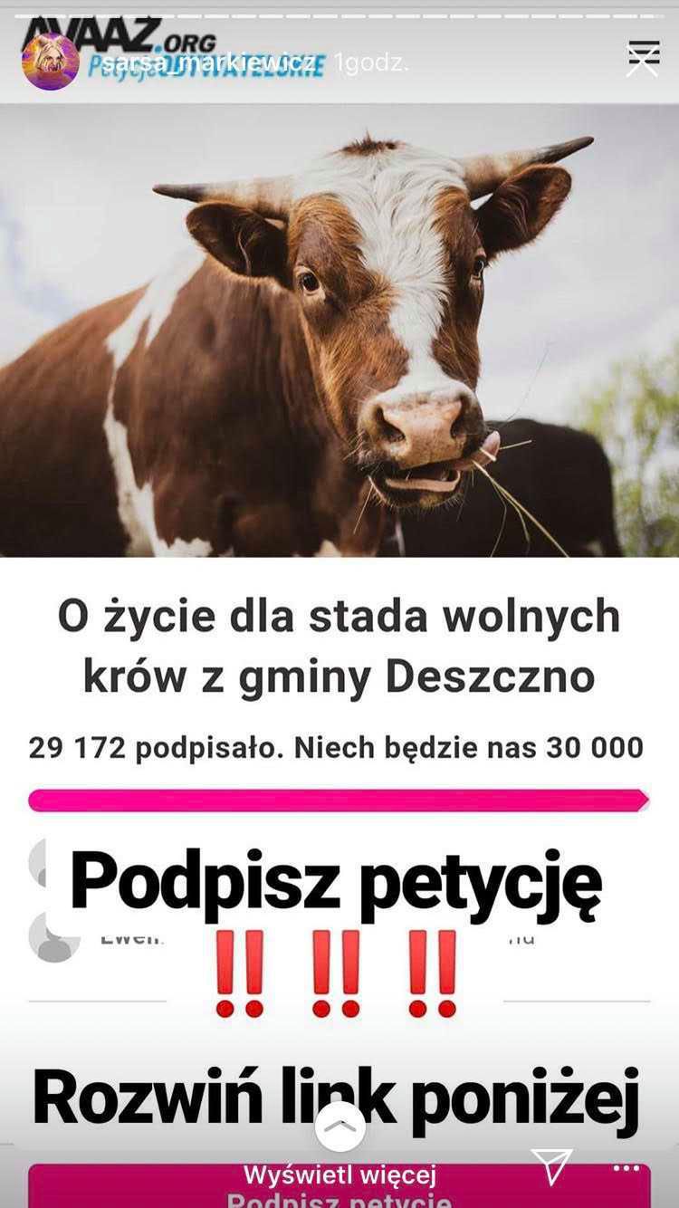 Sarsa - gwiazdy bronią wolnych krów