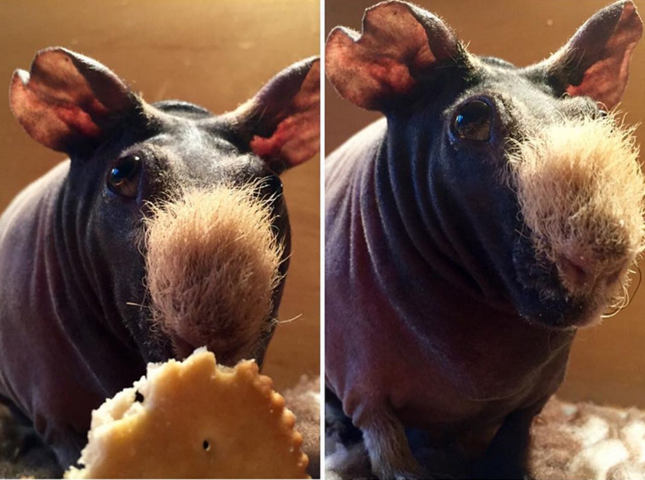 Łysa świnka morska podbija Instagrama