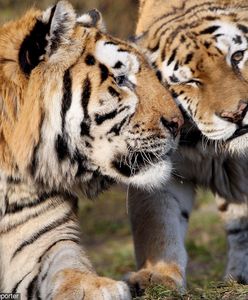 Zamość: Do miejscowego zoo przyjechała wielka skrzynia z tygrysem amurskim