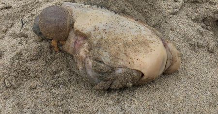 Tajemniczy potwór na plaży. Internauci głowią się, co to jest