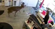 Jeleń "zaatakował" salon fryzjerski. Wybuchła panika