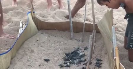 Wielkie rzeczy mają zazwyczaj małe początki. Postawa tych plażowiczów zasługuje na szacunek