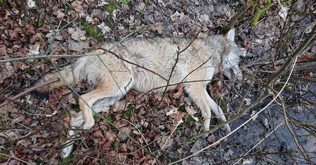 Zachodniopomorskie. Martwy wilk w lesie. Po oględzinach wezwali policję