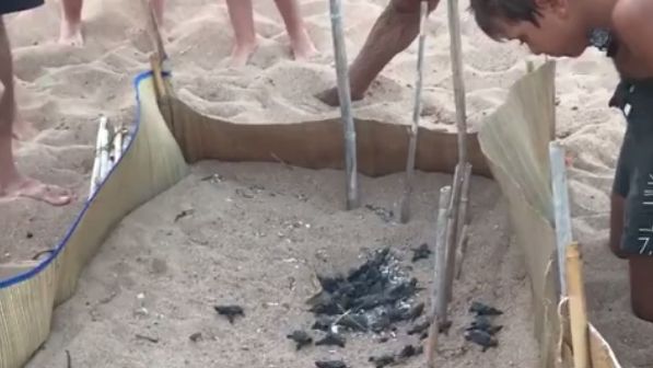 Małe żółwie muszą pokonać niezłą drogę już od pierwszych chwil swojego życia.