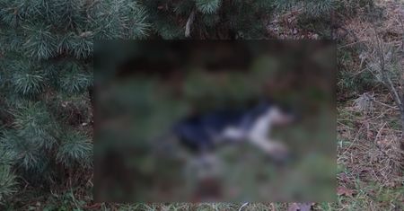 Bestialskie zabójstwo psa. Burmistrz wyznaczył nagrodę za wskazanie sprawcy