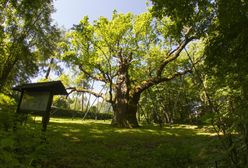 Pomnikowe drzewa w Polsce. Najstarszy dąb w Polsce ma 760 lat