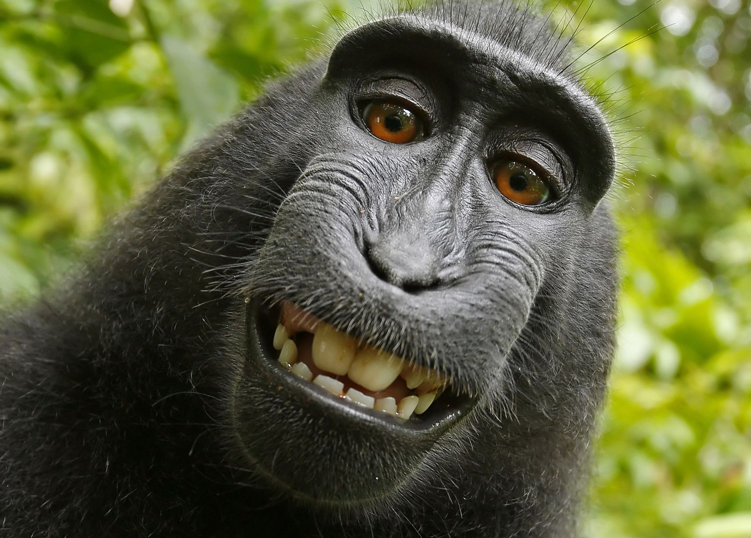 Sąd zadecydował: małpa nie może posiadać praw autorskich