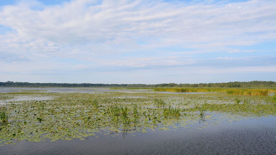 Jezioro Druzno leży niedaleko Elbląga