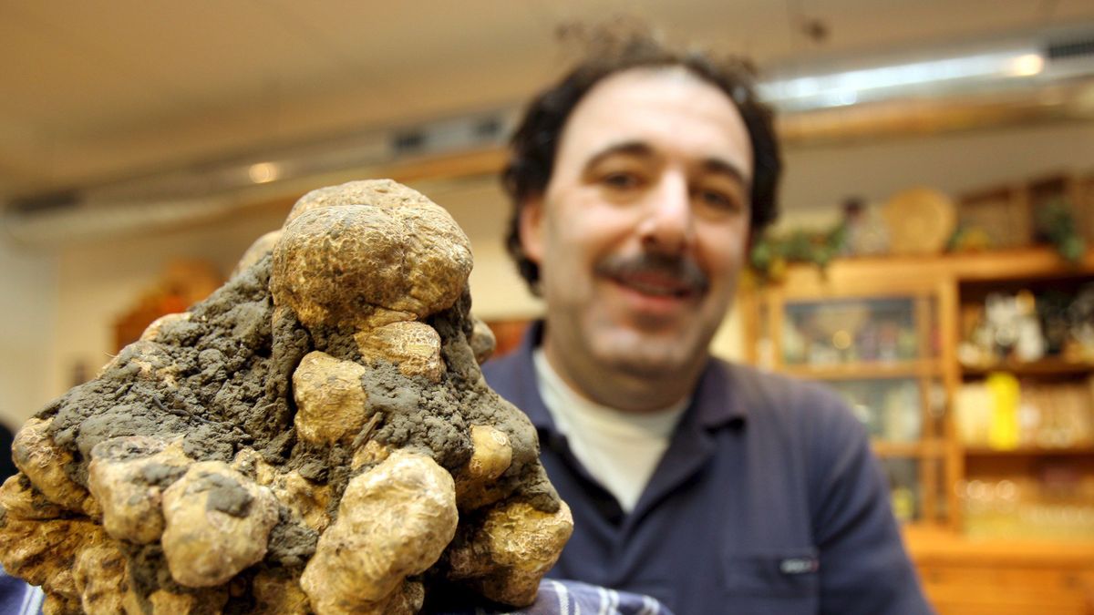 Rekordowa białą trufla znaleziona w jednym z lasów w okolicach Sieny