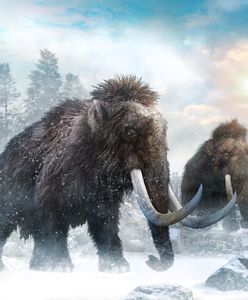 Warszawa: Mamut zatrzymał pracę nad drugą linią metra