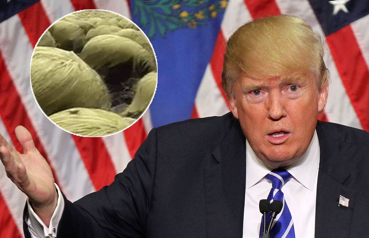 Tajemnica fryzury Donalda Trumpa. Gdzieś w Skandynawii...