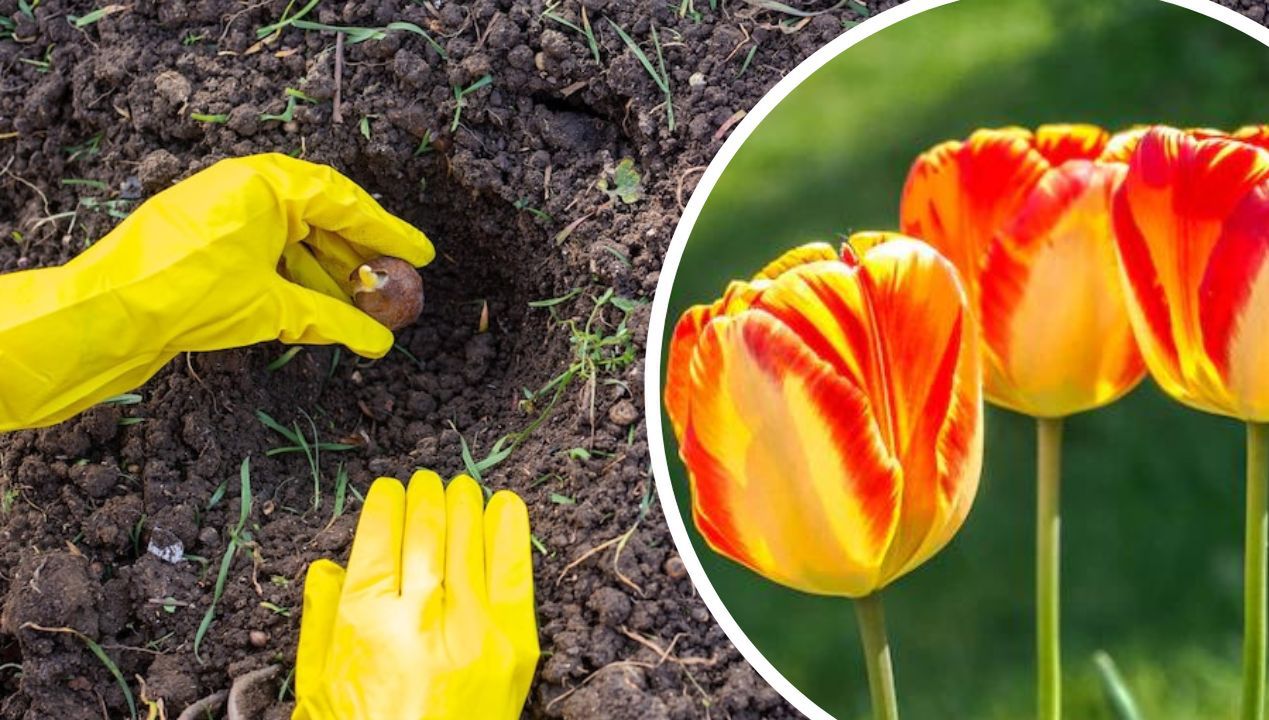 Nie spiesz się z sadzeniem tulipanów do gruntu. Pamiętaj o tej jednej rzeczy