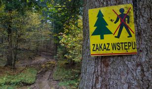 Koronawirus w Polsce. Nadleśnictwa wprowadzają zakazy wstępu do lasów