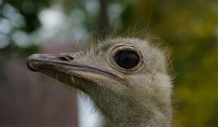 Struś biegał po szczecińskim cmentarzu. Był na wolności przez tydzień