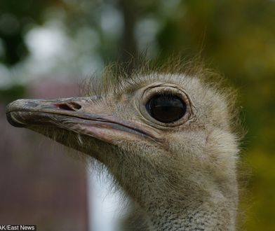 Struś biegał po szczecińskim cmentarzu. Był na wolności przez tydzień
