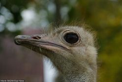 Struś biegał po szczecińskim cmentarzu. Był na wolności przez tydzień