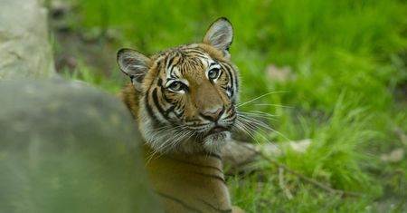 Koronawirus. Tygrys zakażony. Wielki kot mieszka w zoo w Nowym Jorku
