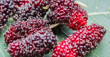 Morwa – zapomniany specjał. Naturalne lekarstwo