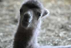 Takie jest życie kangura- albinosa