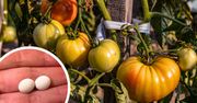 Zamiast do ogrodniczego, biegnę do apteki. Robię oprysk i krzaki uginają się od pomidorów