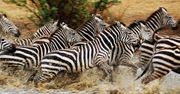 Wielkie Migracje z National Geographic