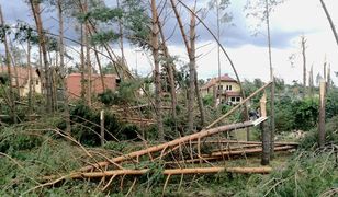 Leśnicy chcą pomóc ofiarom nawałnic. Jak? Chórem, marszem i... modlitwą w Puszczy Białowieskiej