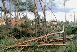 Leśnicy chcą pomóc ofiarom nawałnic. Jak? Chórem, marszem i... modlitwą w Puszczy Białowieskiej