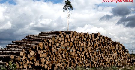 Rytel rok po nawałnicy. Cmentarzysko drzew i ludzkich dusz