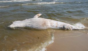 Martwy wieloryb na plaży na Mierzei Wiślanej. Morze Bałtyckie wyrzuciło 3-tonowego giganta